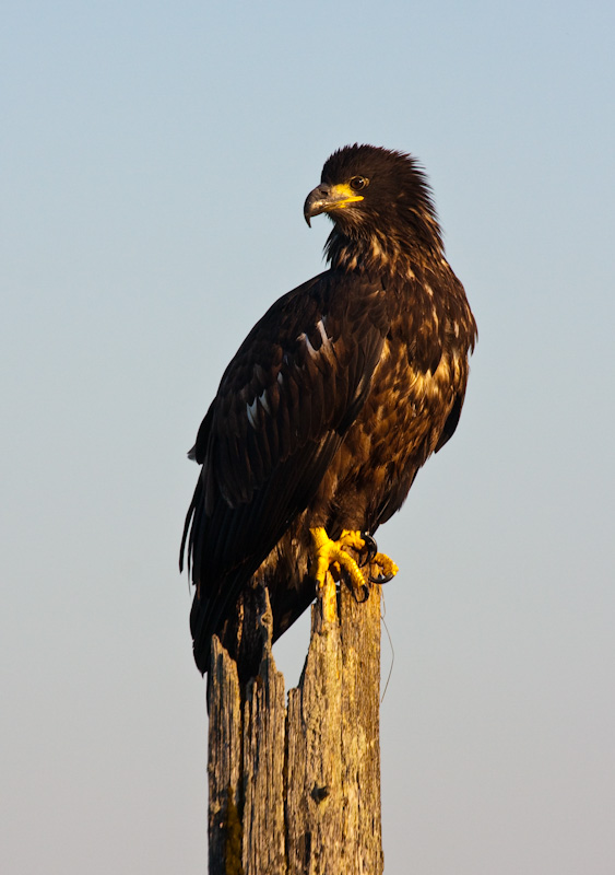 Juvenile Bald Eagle